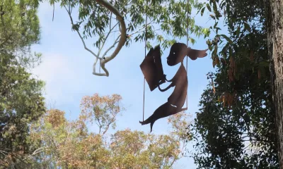 STORYTELLERS BD - content 10